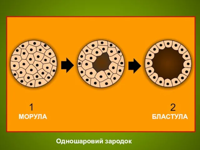 МОРУЛА БЛАСТУЛА Одношаровий зародок