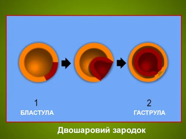 ГАСТРУЛА БЛАСТУЛА Двошаровий зародок