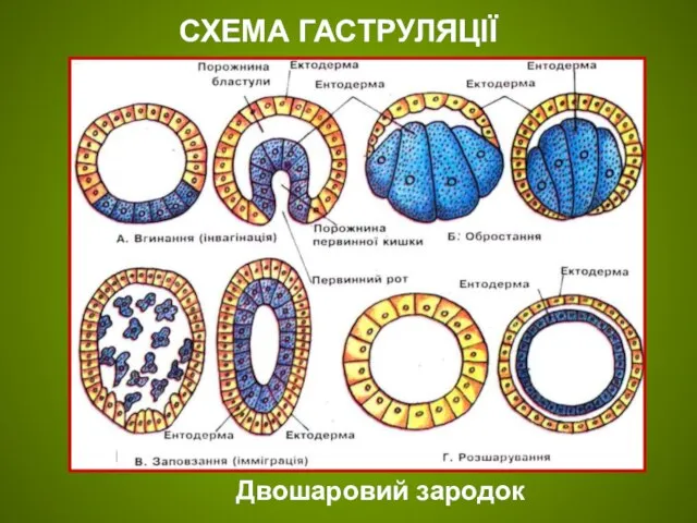 Двошаровий зародок СХЕМА ГАСТРУЛЯЦІЇ