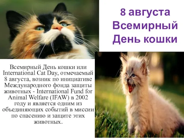 8 августа Всемирный День кошки Всемирный День кошки или International Cat