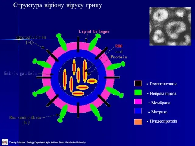 Структура віріону вірусу грипу - Гемагглютинін - Нейрамінідаза - Мембрана - Матрикс - Нуклеопротеїд