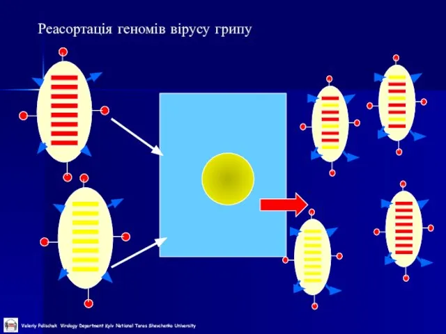 Реасортація геномів вірусу грипу