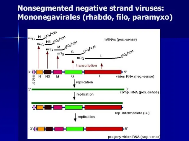 Nonsegmented negative strand viruses: Mononegavirales (rhabdo, filo, paramyxo)