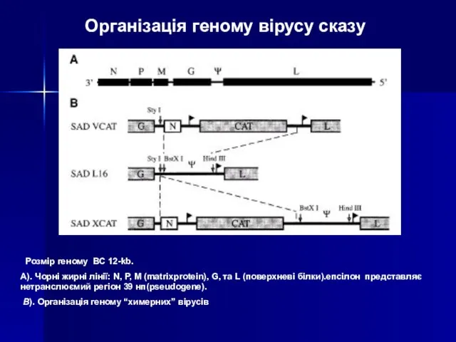 Розмір геному ВС 12-kb. А). Чорні жирні лінії: N, P, M