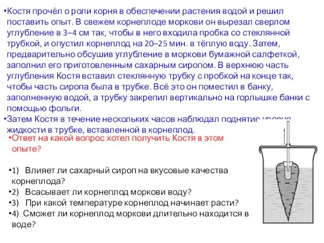 Костя прочёл о роли корня в обеспечении растения водой и решил