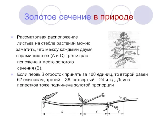 Золотое сечение в природе Рассматривая расположение листьев на стебле растений можно