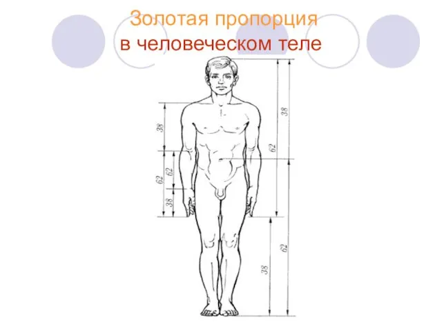 Золотая пропорция в человеческом теле