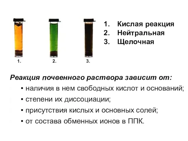 Реакция почвенного раствора зависит от: ▪ наличия в нем свободных кислот