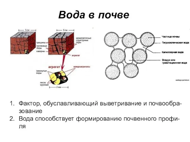 Вода в почве Фактор, обуславливающий выветривание и почвообра-зование Вода способствует формированию почвенного профи-ля
