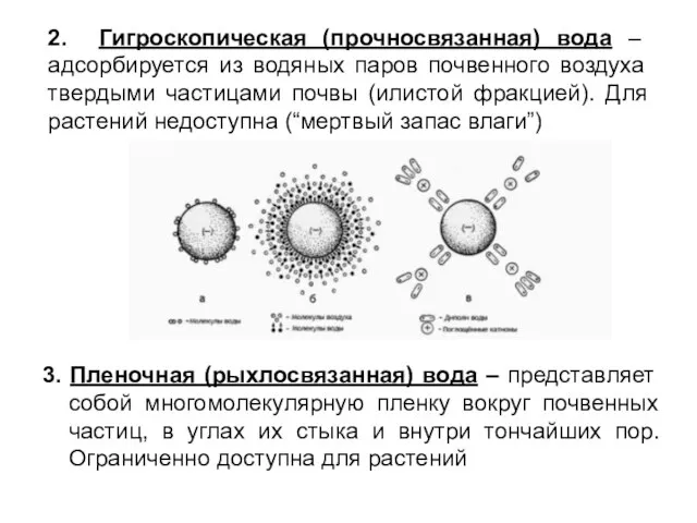 2. Гигроскопическая (прочносвязанная) вода – адсорбируется из водяных паров почвенного воздуха