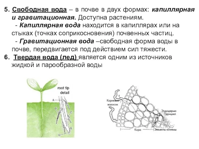 5. Свободная вода – в почве в двух формах: капиллярная и