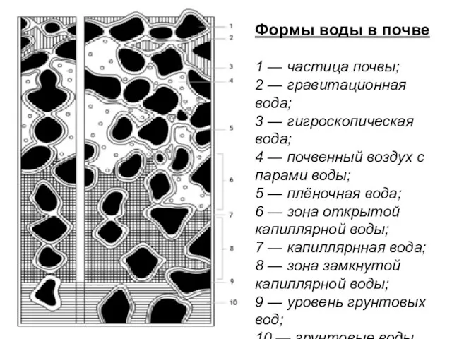 Формы воды в почве 1 — частица почвы; 2 — гравитационная