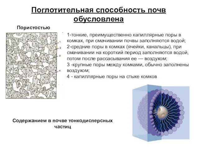 Поглотительная способность почв обусловлена Содержанием в почве тонкодисперсных частиц 1-тонкие, преимущественно