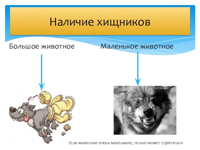 Наличие хищников Большое животное Маленькое животное Если животное очень маленькое, то оно может спрятаться