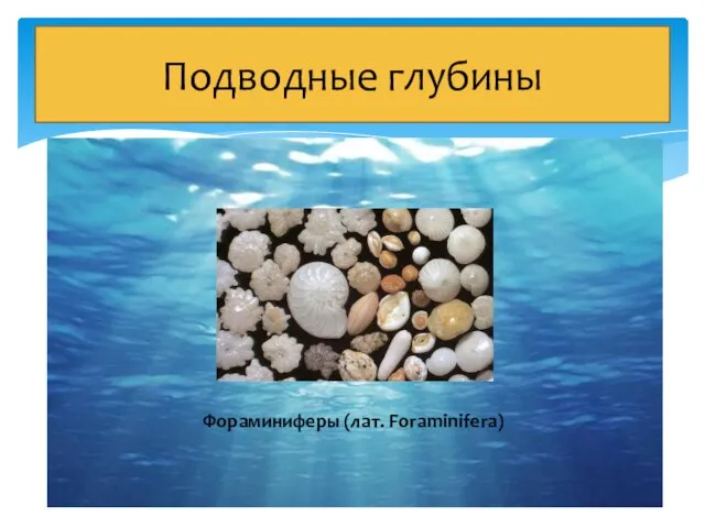 Подводные глубины Фораминиферы (лат. Foraminifera)