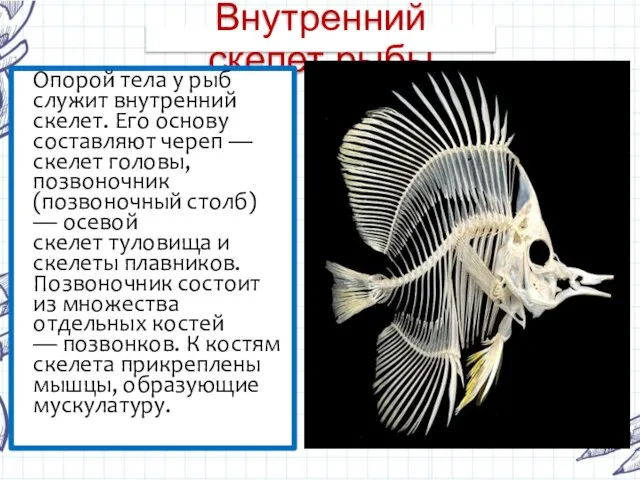 Внутренний скелет рыбы Опорой тела у рыб служит внутренний скелет. Его