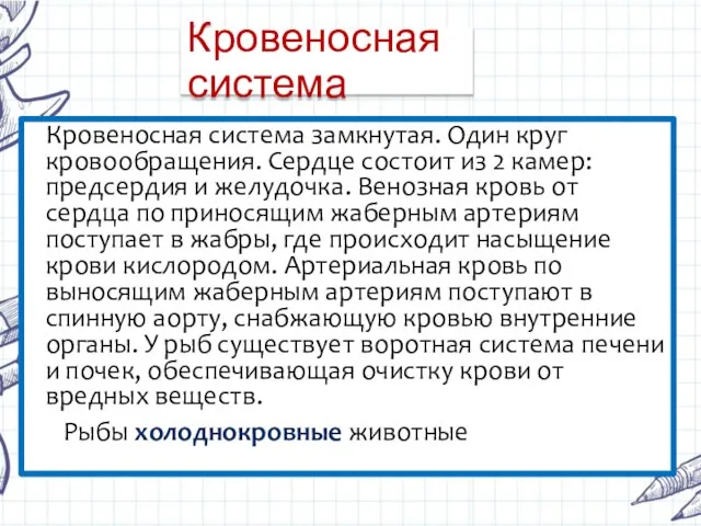 Кровеносная система Кровеносная система замкнутая. Один круг кровообращения. Сердце состоит из