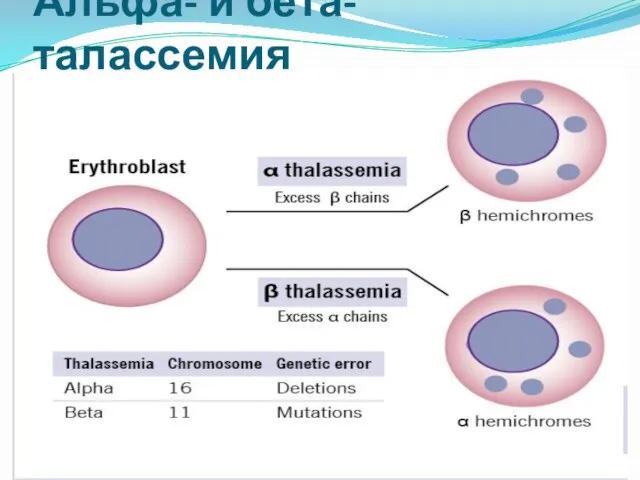 Альфа- и бета-талассемия