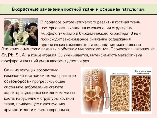 Возрастные изменения костной ткани и основная патология. В процессе онтогенетического развития