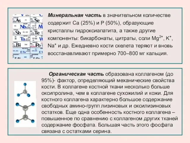 Органическая часть образована коллагеном (до 95%)- фактор, определяющий механические свойства кости.