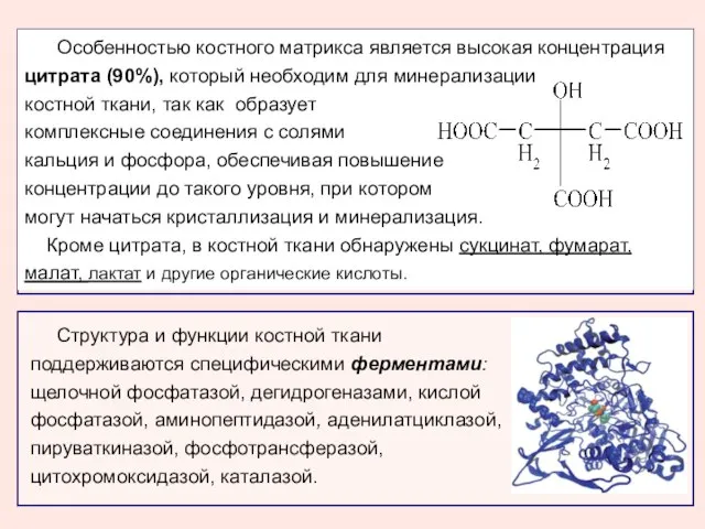 Особенностью костного матрикса является высокая концентрация цитрата (90%), который необходим для