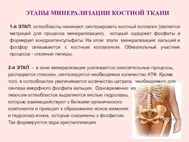 ЭТАПЫ МИНЕРАЛИЗАЦИИ КОСТНОЙ ТКАНИ 1-й ЭТАП: остеобласты начинают синтезировать костный коллаген