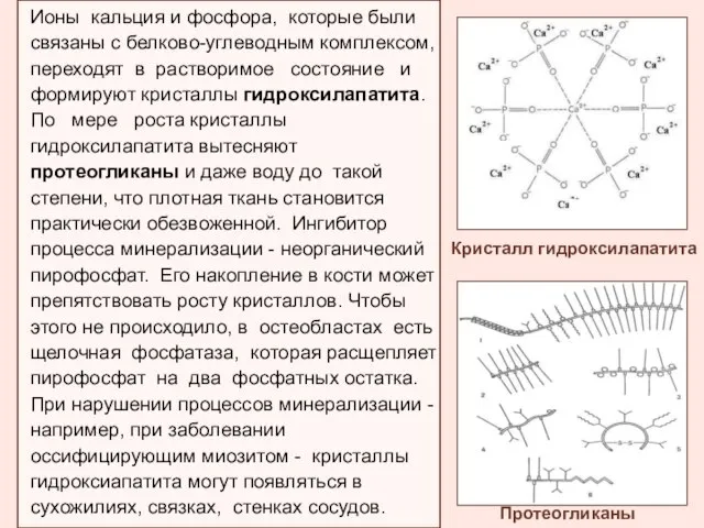 Ионы кальция и фосфора, которые были связаны с белково-углеводным комплексом, переходят