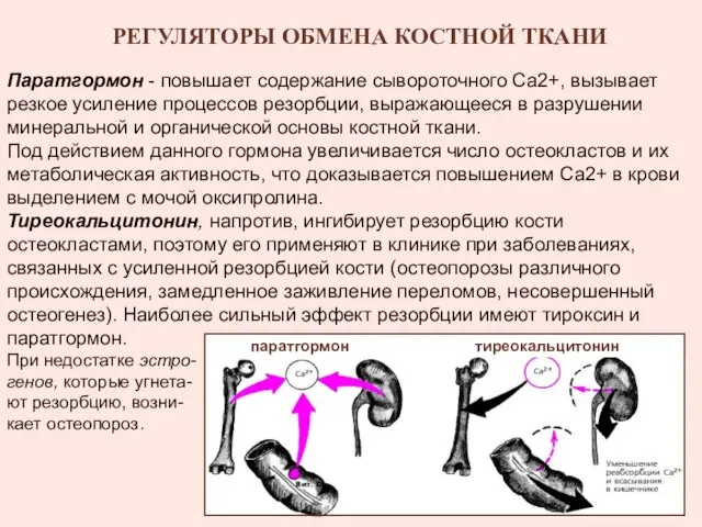 паратгормон тиреокальцитонин РЕГУЛЯТОРЫ ОБМЕНА КОСТНОЙ ТКАНИ Паратгормон - повышает содержание сывороточного