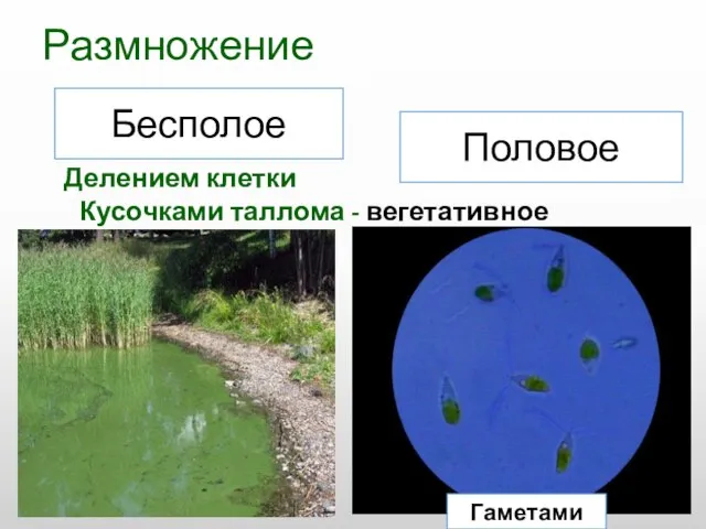 Размножение Делением клетки Кусочками таллома - вегетативное Бесполое Половое Гаметами