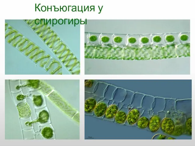 Конъюгация у спирогиры