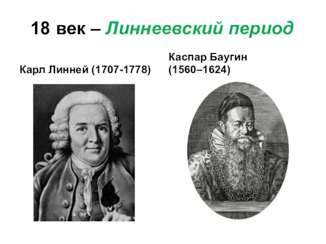 18 век – Линнеевский период Карл Линней (1707-1778) Каспар Баугин (1560–1624)