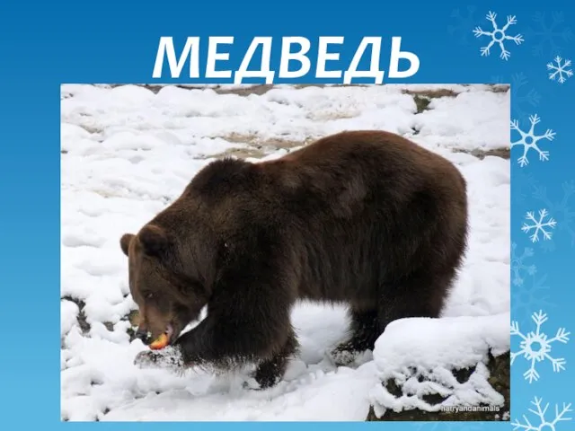 МЕДВЕДЬ