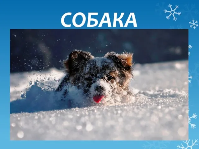 СОБАКА