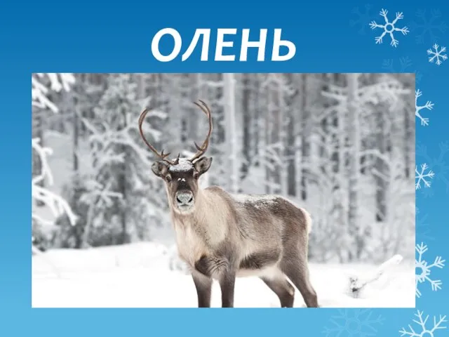 ОЛЕНЬ