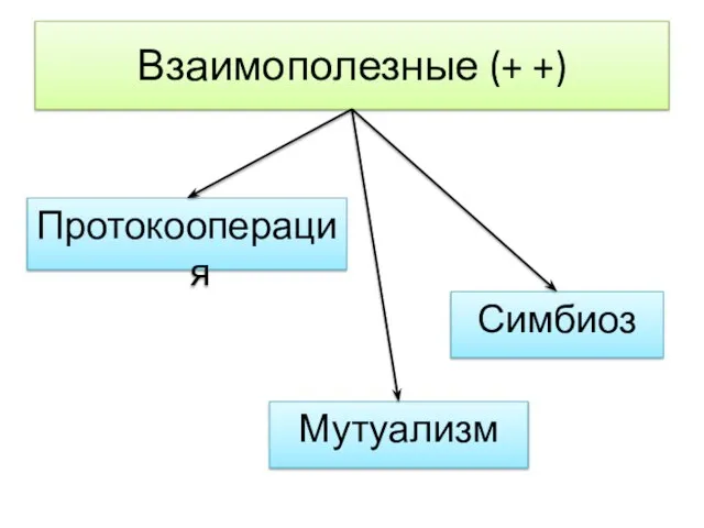 Взаимополезные (+ +) Протокооперация Мутуализм Симбиоз