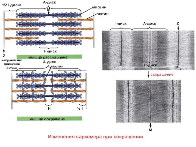 актин миозин А-диск М 1/2 I-диска Z мышца расслаблена мышца сокращена