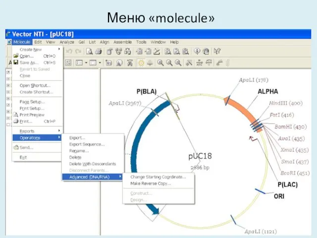 Меню «molecule»