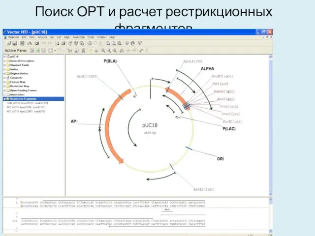 Поиск ОРТ и расчет рестрикционных фрагментов