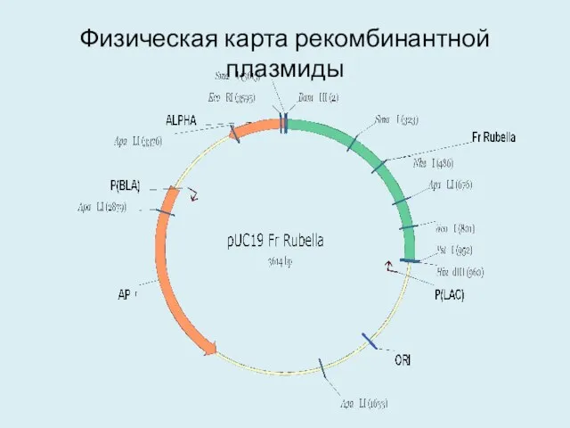 Физическая карта рекомбинантной плазмиды