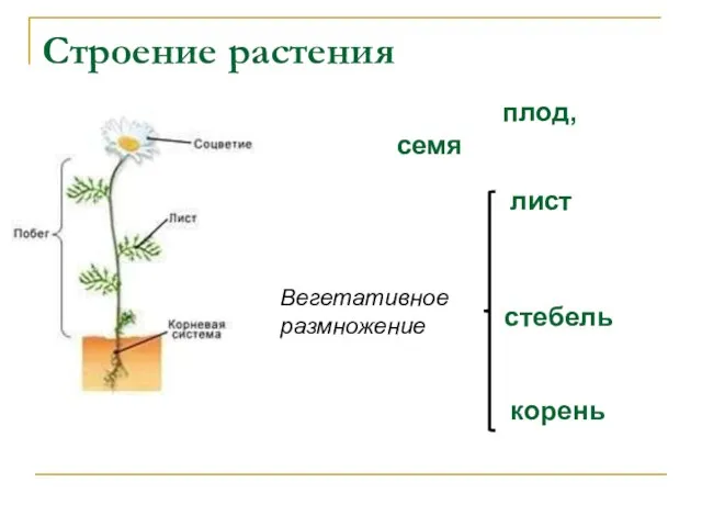 Строение растения корень стебель лист плод, семя Вегетативное размножение