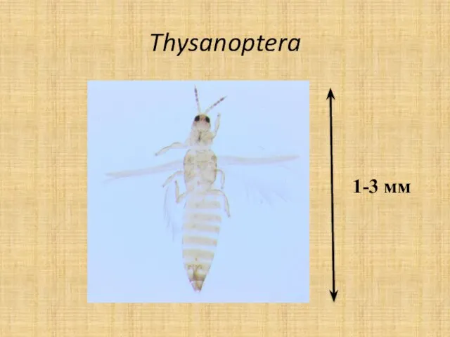 Thysanoptera 1-3 мм