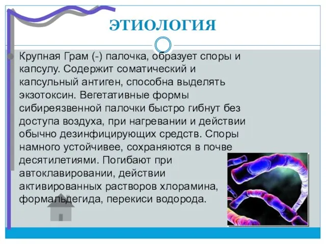 ЭТИОЛОГИЯ Крупная Грам (-) палочка, образует споры и капсулу. Содержит соматический