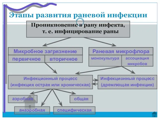 Этапы развития раневой инфекции Проникновение в рану инфекта, т. е. инфицирование