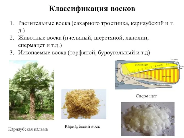 Классификация восков Растительные воска (сахарного тростника, карнаубский и т.д.) Животные воска