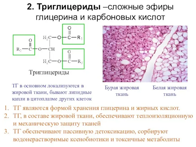 2. Триглицериды –сложные эфиры глицерина и карбоновых кислот Бурая жировая ткань