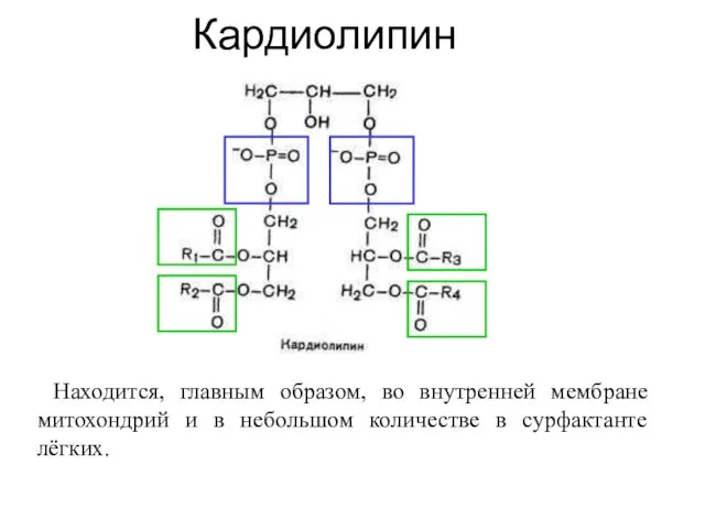 Кардиолипин Находится, главным образом, во внутренней мембране митохондрий и в небольшом количестве в сурфактанте лёгких.