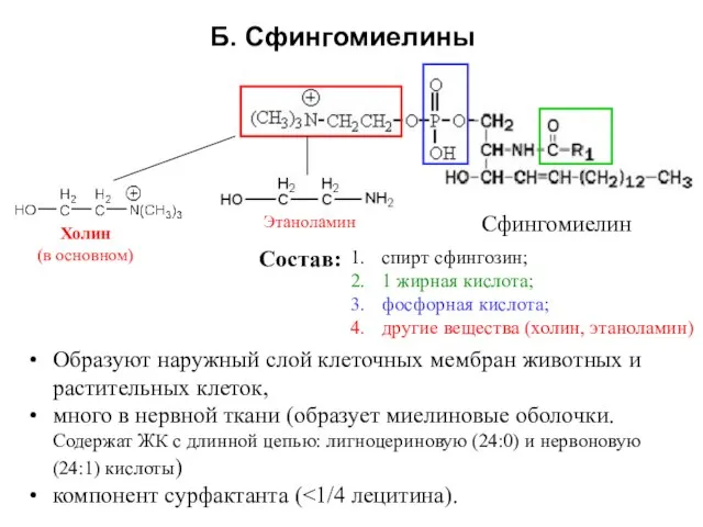 Б. Сфингомиелины спирт сфингозин; 1 жирная кислота; фосфорная кислота; другие вещества