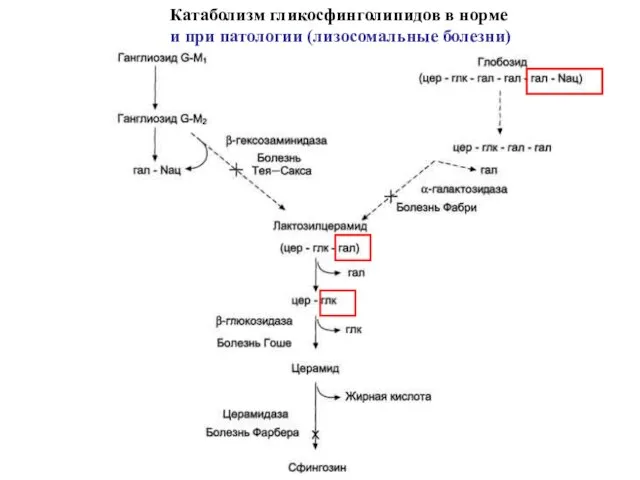 Катаболизм гликосфинголипидов в норме и при патологии (лизосомальные болезни)