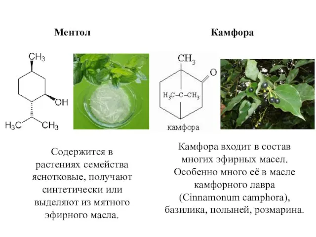 Ментол Камфора Камфора входит в состав многих эфирных масел. Особенно много