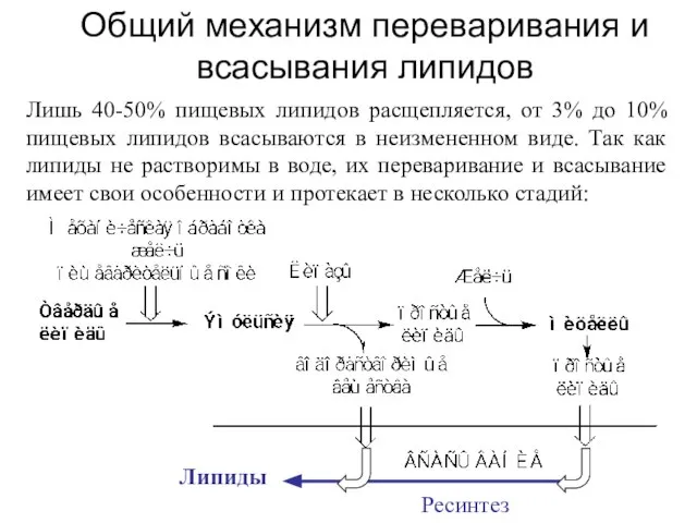 Общий механизм переваривания и всасывания липидов Лишь 40-50% пищевых липидов расщепляется,